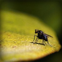 /album/inalienable/photolia-a07-jpg/